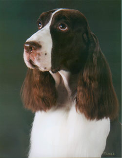 MAR-RIC KayNDee Legacy "Gracie"