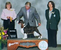 MAR-RIC MOONLIGHT ON THE MEADOW